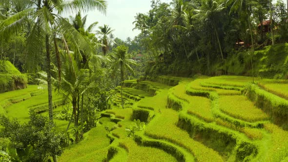 Aerial shot of the lush green rice paddies of Bali.