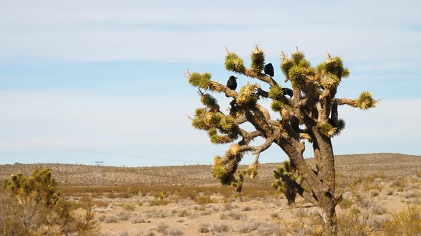 Group of black crows on Joshua tree with arid desert land and blue sky