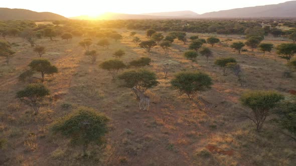 Aerial view of giraffes in the desert of Namibia.