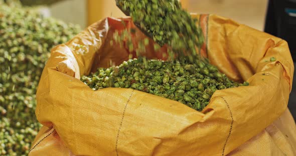 Shoveling the Dried Hop Cones Into a Transport Bag