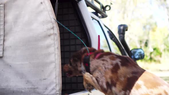 Dog wearing tracking collar with antenna leaps into back of car, slow motion