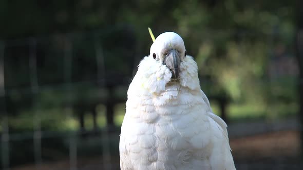 Close up from a cockatoo 