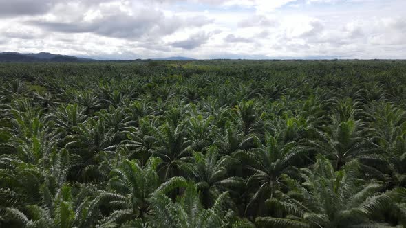 Drone shot flying over the top of Palm Trees on a Palm Oil plantation