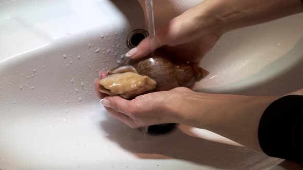 Close up of female hands wash a large African snail in the sink for cosmetic procedures