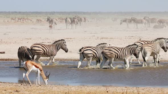 African Wildlife At A Waterhole - Etosha National Park