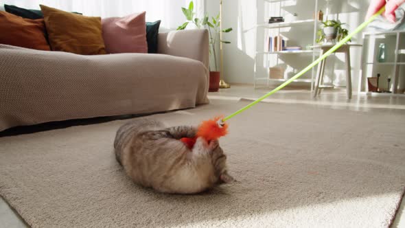 Funny Cat Playing with Toy on Floor Closeup Scottish Fold Portrait