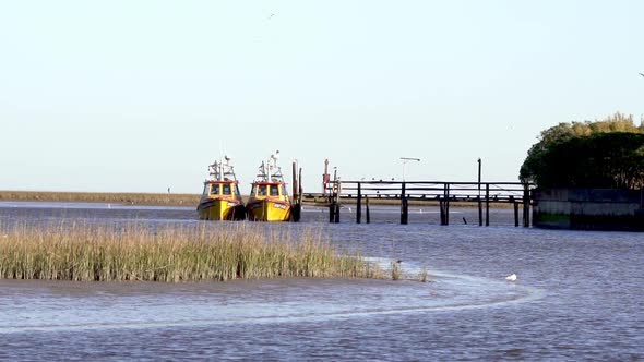 Static view of yellow boats by jetty in Argentina, reeds and birds