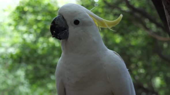 Eleonora cockatoo (Cacatua galerita eleonora) bird native to the Aru Islands