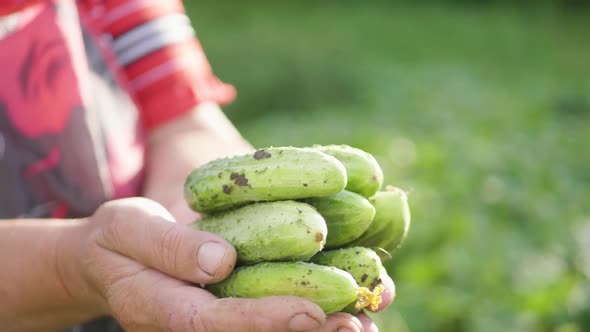 Woman Holding a Freshly Harvested Cucumbers. The Concept of Organic Food, Healthy Nutrition and