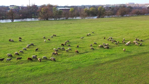 Green meadow with sheep. A lot of sheep grazing on field pasture near the river. 