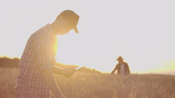 Farmers Man and Woman in Hats and Tablets at Sunset in a Wheat Field and Shirts Inspect and Touch