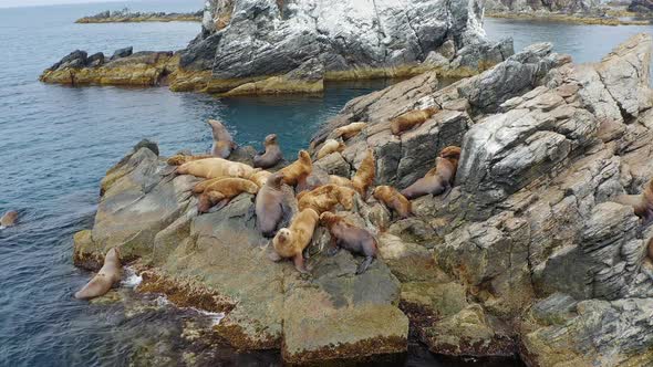 Steller's Sea Lions Rest and Fight on a Rocky Island in the East Sea