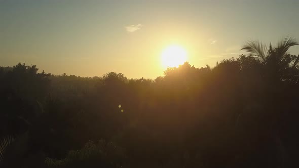 Sun Rises Behind Lush Trees in Udawalawe National Park