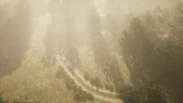 Dirt Road Through Deciduous Forest in Fog