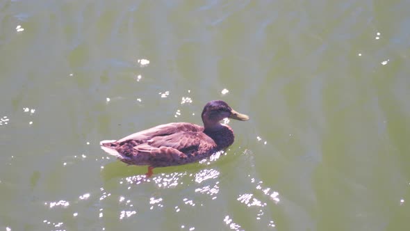 Duck swimming in pond on a hot day