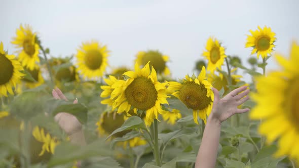 Playful Adorable Curly Woman Looking at the Camera Smiling Standing in the Sunflower Field