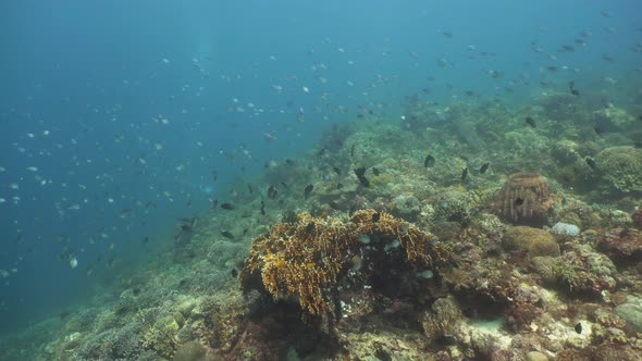 The Underwater World of a Coral Reef