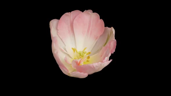 Beautiful Timelapse of Pink Tulips