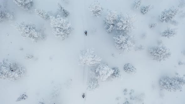 Aerial view of three people on fatbikes going downhill through snowy forest in Lapland Finland.