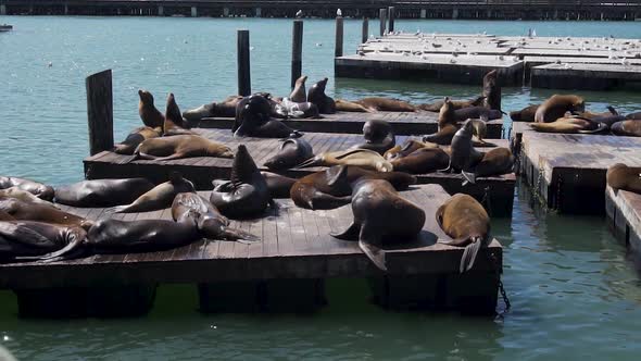 Slow Motion of Californian Sea Lions Sunbathing on Wooden Floats, San Francisco Harbor, USA