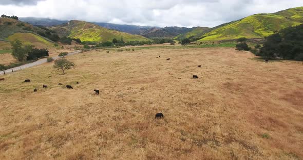 Aerial over cattle ranch near Ventura, California