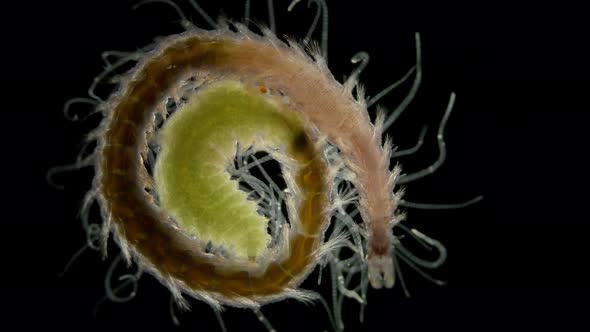 Polychaeta Worm Syllis Prolifera Under a Microscope Family Syllidae the Back of the Body is Called