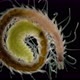 Polychaeta Worm Syllis Prolifera Under a Microscope Family Syllidae the Back of the Body is Called - VideoHive Item for Sale