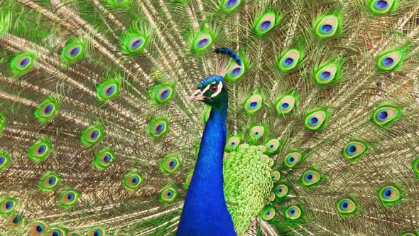 Portrait of a beautiful peafowl. The peacock flaunts its open tail. Peacock in all its Glory.
