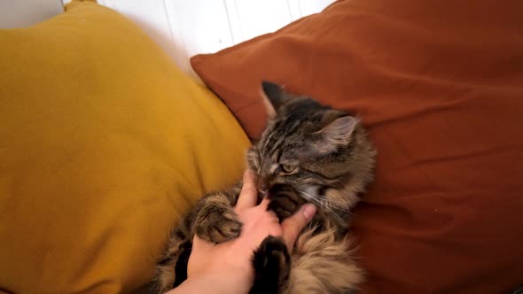 Cat Playing with Hand