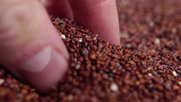 Red quinoa grains falling on a pile from the hand in slow motion. Macro shot. Gluten free nutrition