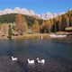 Geese flock on autumn mountain pond, not far from San Pellegrino Pass, Dolomites, Italy - VideoHive Item for Sale