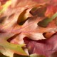 Colorful Background of Autumn Maple Tree Leaves With Slow Rotation - VideoHive Item for Sale