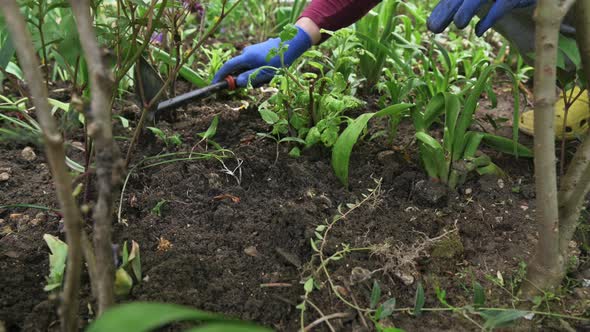 Female Gardener Hands Planting Blooming Flowers in Soil on Flowerbed