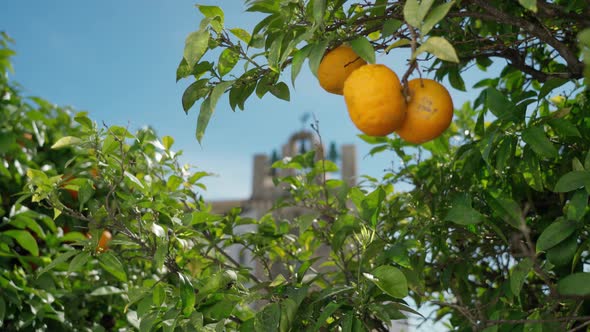 View of the Church and Bell Tower Santa Maria in Portuguese Faro Old Town Through Ripe Orange Trees