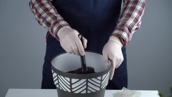 Hands of Male Gardener Transplant Small Fir Tree Into New Pot in Studio on Gray Background