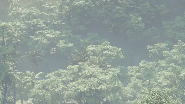 Fog Covered Jungle Rainforest Landscape