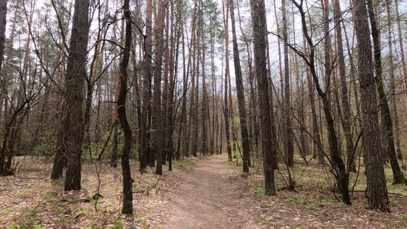 Small Road in the Forest During the Day