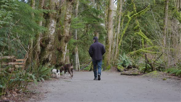 Man Walking Dogs on the Hiking Trail