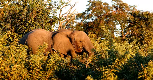 Elephant in Chobe, Botswana, Africa wildlife safari.