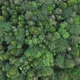 Flight above the tops of lush green trees at the forest , - VideoHive Item for Sale