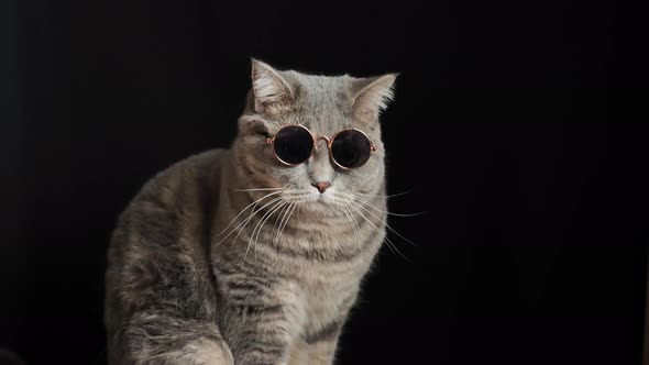 The cat in black sun glasses, breed Scottish straight