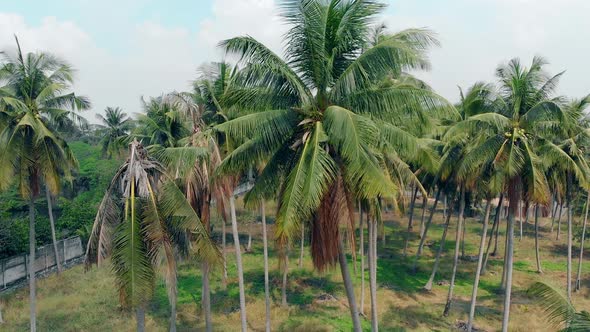 Motion From Palm Top Along Trunk To Ground at Sunlight