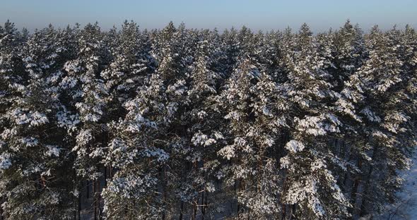 Snow-covered Coniferous Forest, Aerial Photography