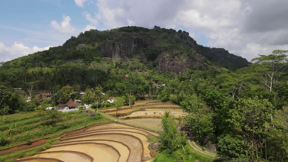 Aerial view of rice field. Farmer cultivating rice field in Gunung Kidul Indonesia.