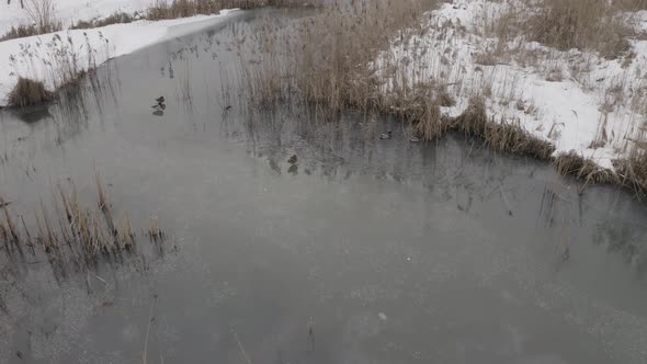 Aerial View Ducks Swim On The Pond In Winter