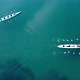 Aerial Drone Bird's Eye View Video of Two Sport Canoe Operated By Team of Young Men and Women - VideoHive Item for Sale