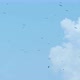 Big Crowd of Flying Storks. Wild Life Birds Natural  Footage. - VideoHive Item for Sale