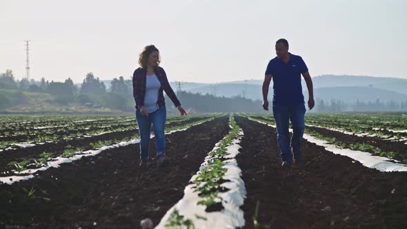 Two agronomists walking in a field in the morning inspecting young plants