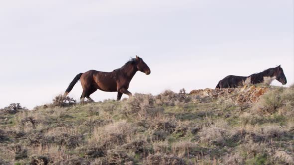 Panning view of wild horses slowly running along the top of a hill.