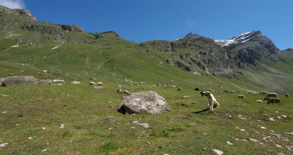 Dog keeping sheeps, Vanoise national park, Savoie department, France